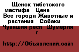 Щенок тибетского мастифа › Цена ­ 60 000 - Все города Животные и растения » Собаки   . Чувашия респ.,Шумерля г.